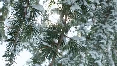 冬天大雪阳光穿透树叶视频的预览图